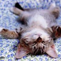 áéíúóçÉÁÚÍÓÑñÇ